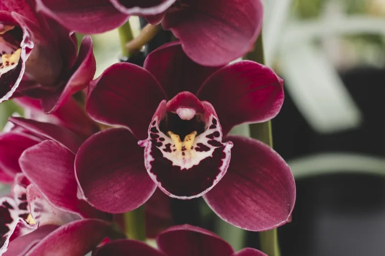 Storczyki – poznaj zasady uprawy i pielęgnacji Storczyki - poznaj zasady uprawy i pielęgnacji