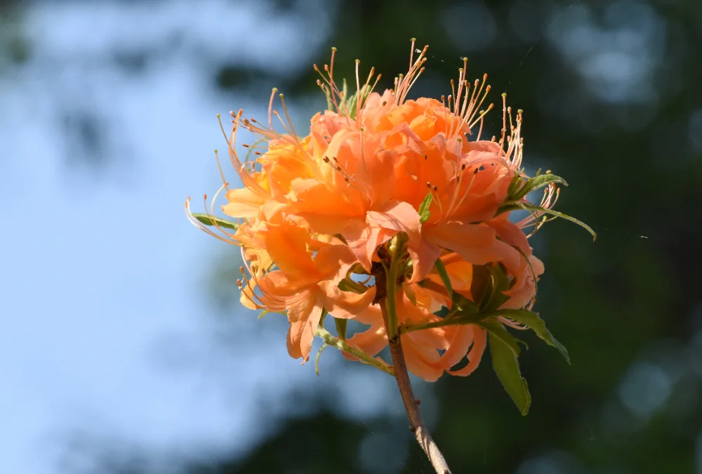 Azalia japońska Geisha Orange – uprawa i pielęgnacja
