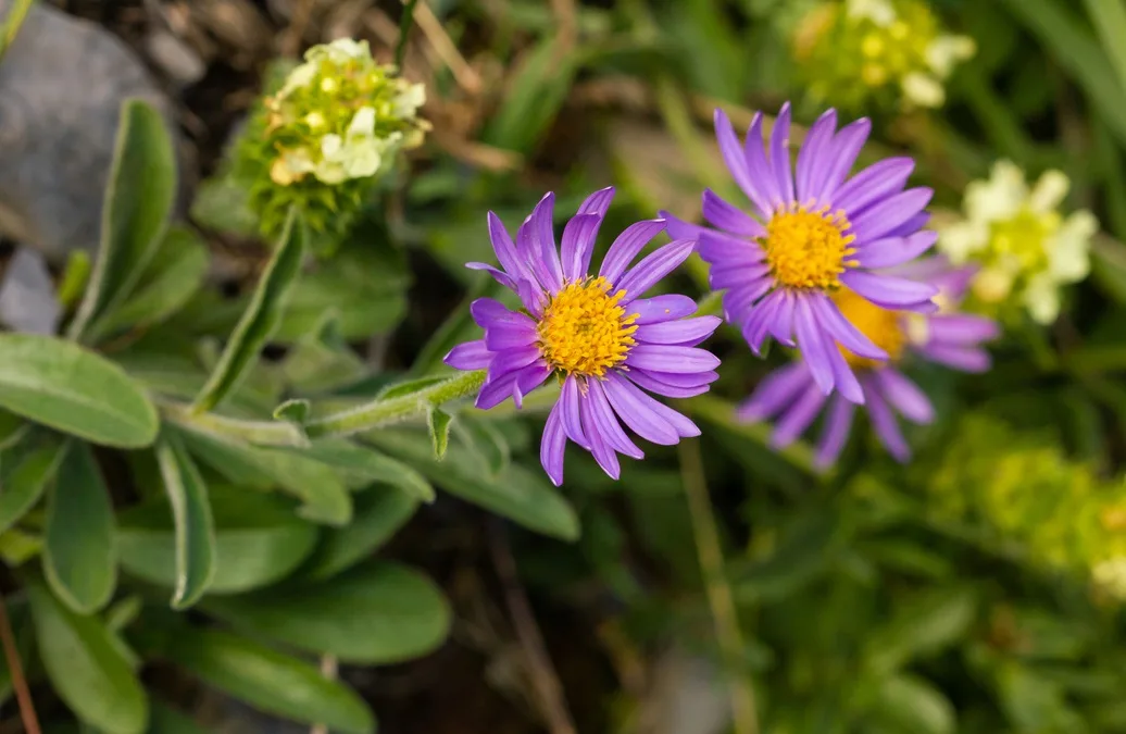 Aster alpejski – uprawa i pielęgnacja