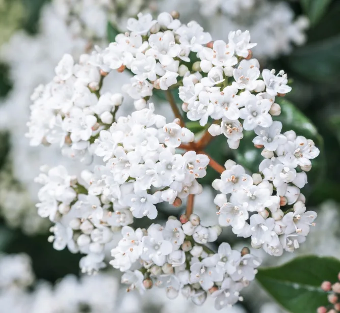 Smagliczka – co to za kwiat Smagliczka - co to za kwiat