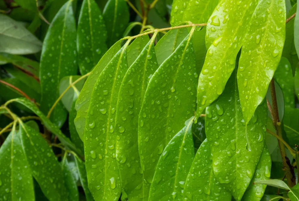Fikus maclellandii – uprawa i pielęgnacja