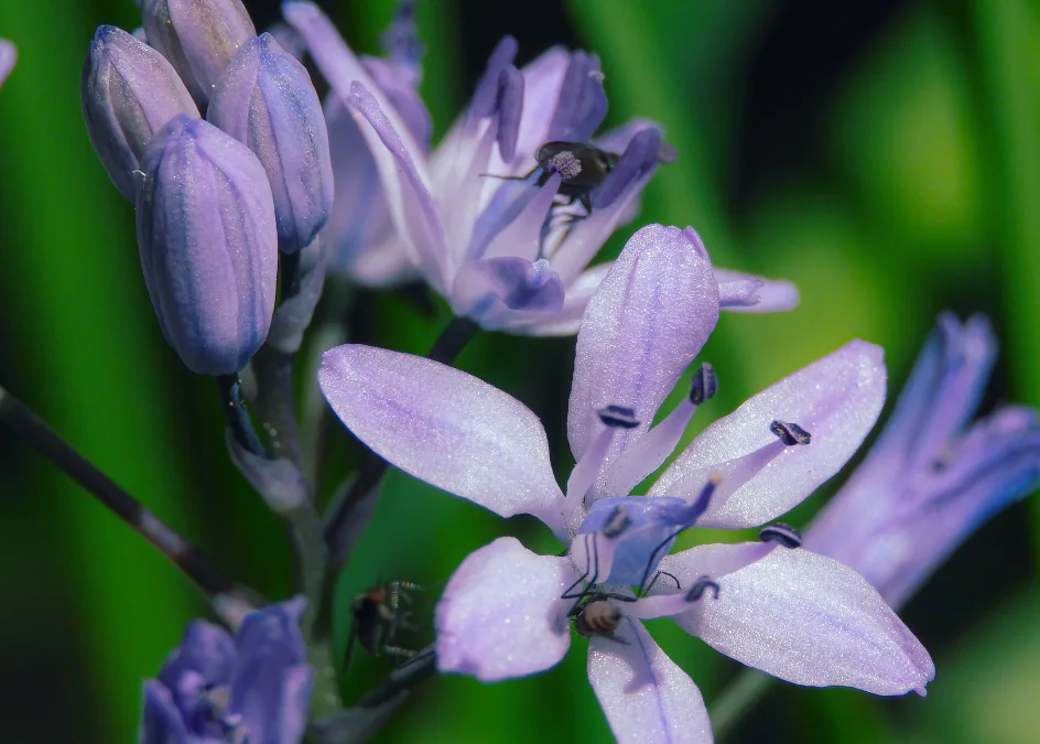 Funkia Fortune’a (Hosta fortunei) – opis odmiany, uprawa i pielęgnacja