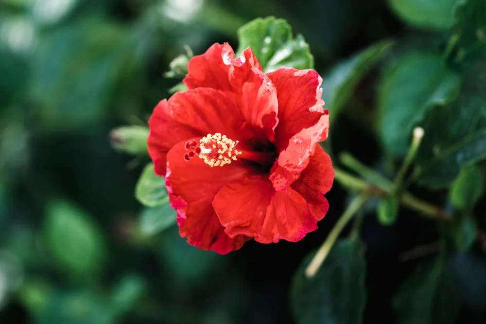 Hibiskus Ardens – uprawa, pielęgnacja i wymagania ketmii Ardens