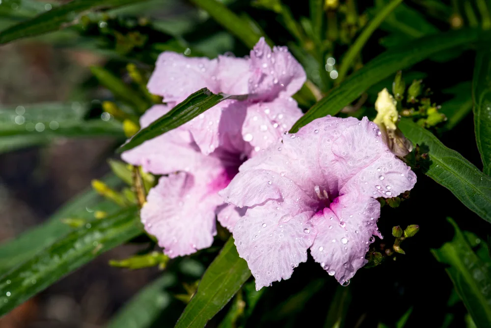 Hibiskus Lavender Chiffon – dwukolorowa ketmia o pełnych kwiatach