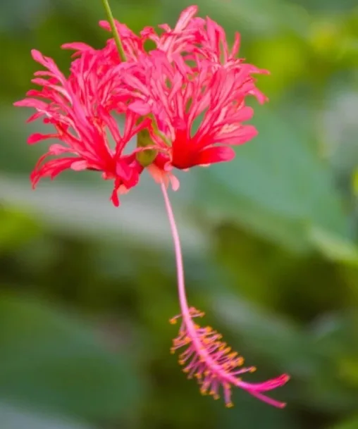 Ketmia rozdzielnopłatkowa – uprawa, pielęgnacja i niezwykłe kwiaty hibiskusa