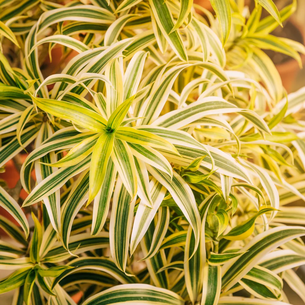 Dracena wonna (Dracaena fragrans) – kompletny przewodnik uprawy